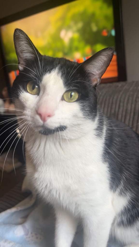 Male cat looking for new home 