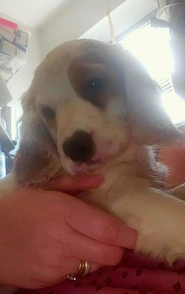 Only Two Cockapoo Puppies Left, Ready Now!