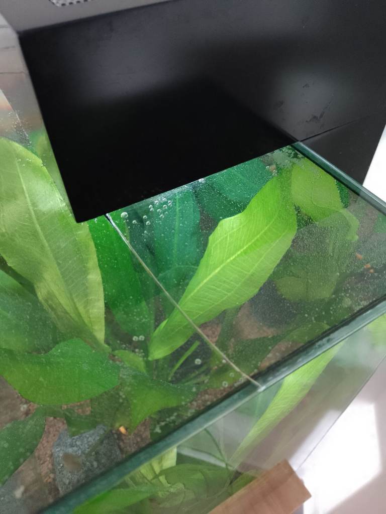 Fluval Edge 49 litre aquarium and wooden stand with fish included.