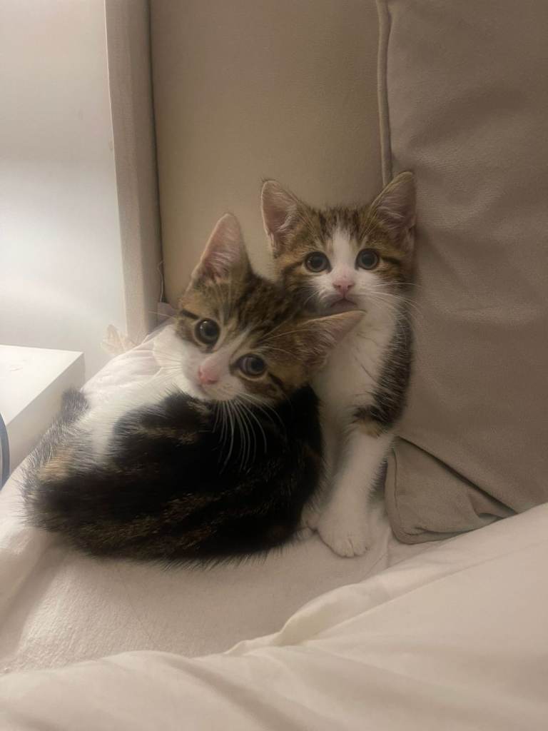 Beautiful kittens 💗