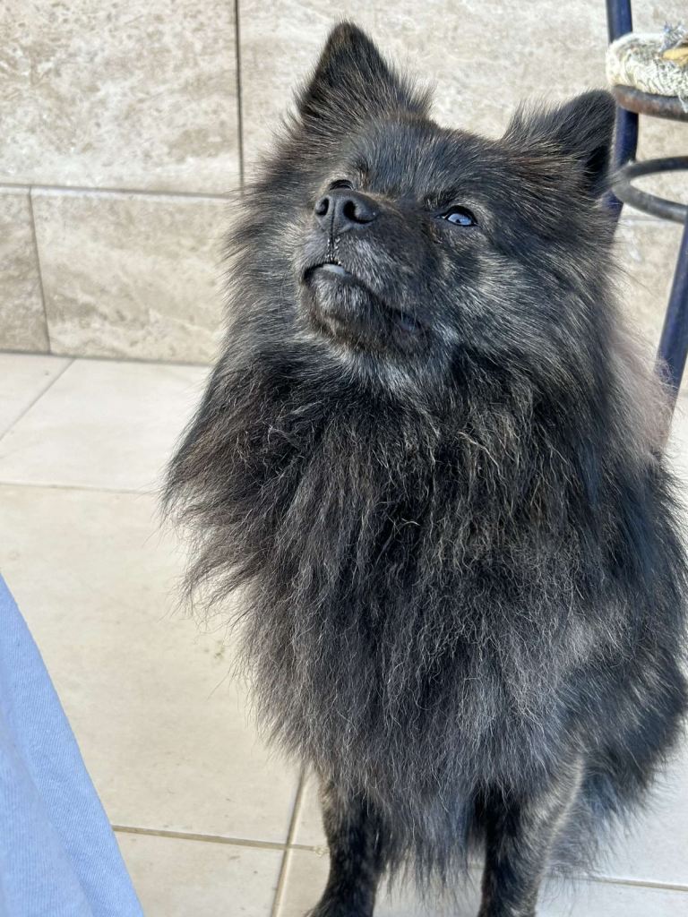 Dog for sale 