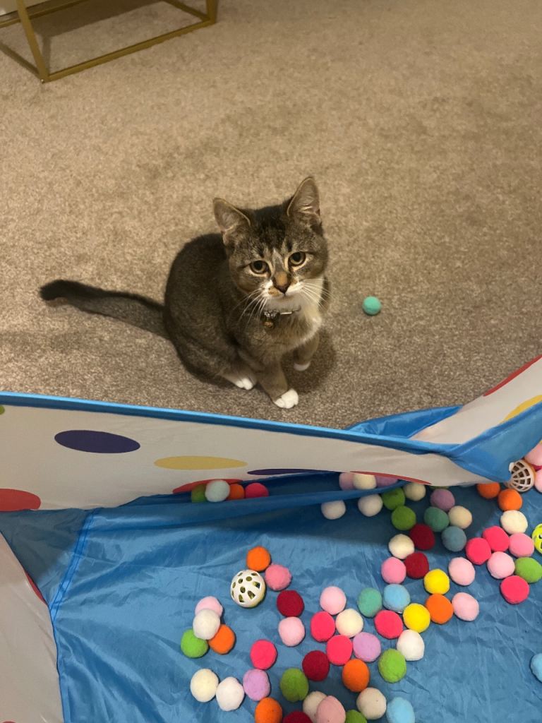 Boy kitten with free cat house and scratcher