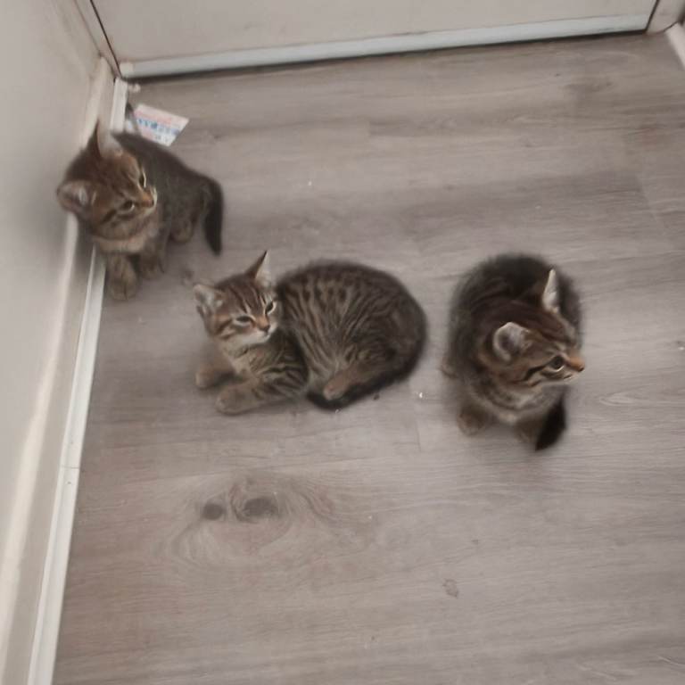 Beautiful Half Bengal Kittens
