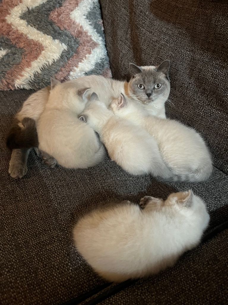 Beautiful Chunky British Shorthair Kittens