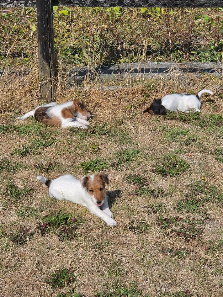 Fox terrier puppies 