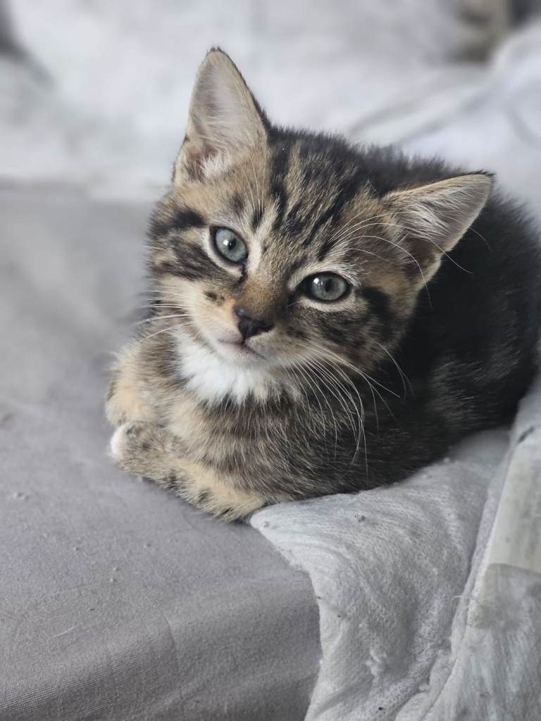 Kittens for sale