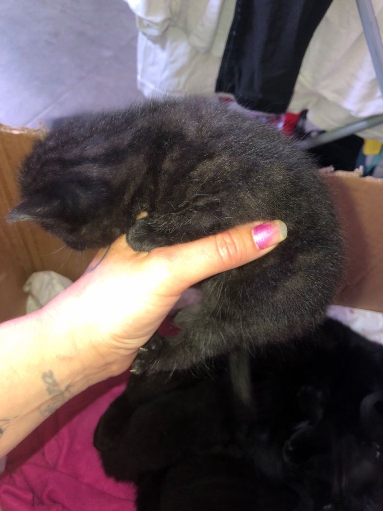 Black and grey tabby kittens 