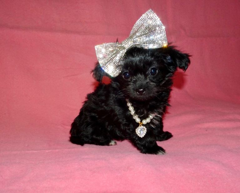 Gorgeous Black & White Maltese x Chihuahua Malchi Girl Puppies