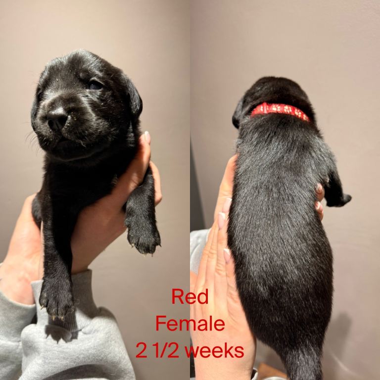 2 Labrador puppies