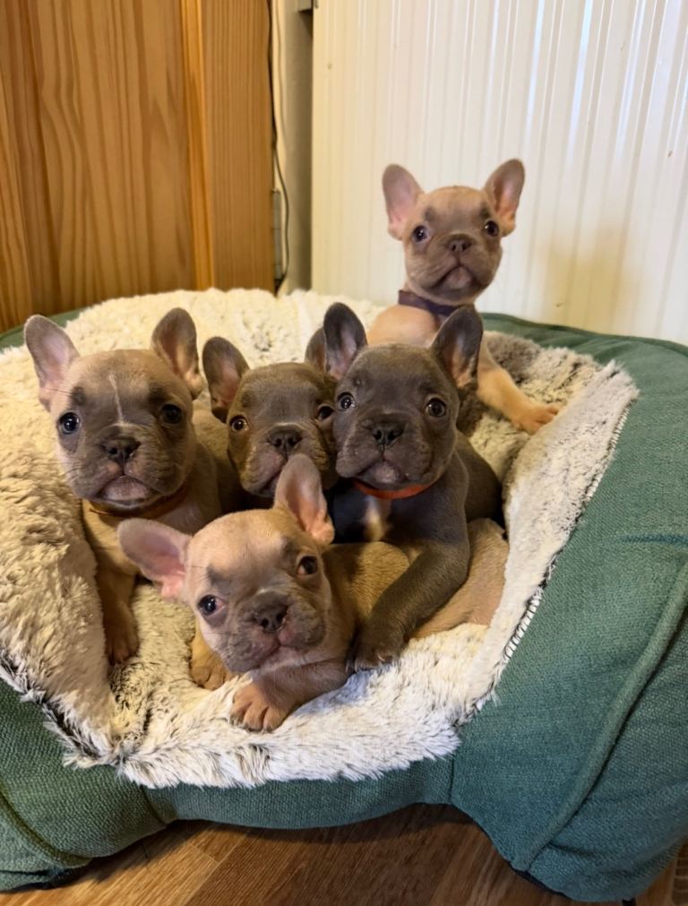 Frenchie Pups KC Reg
