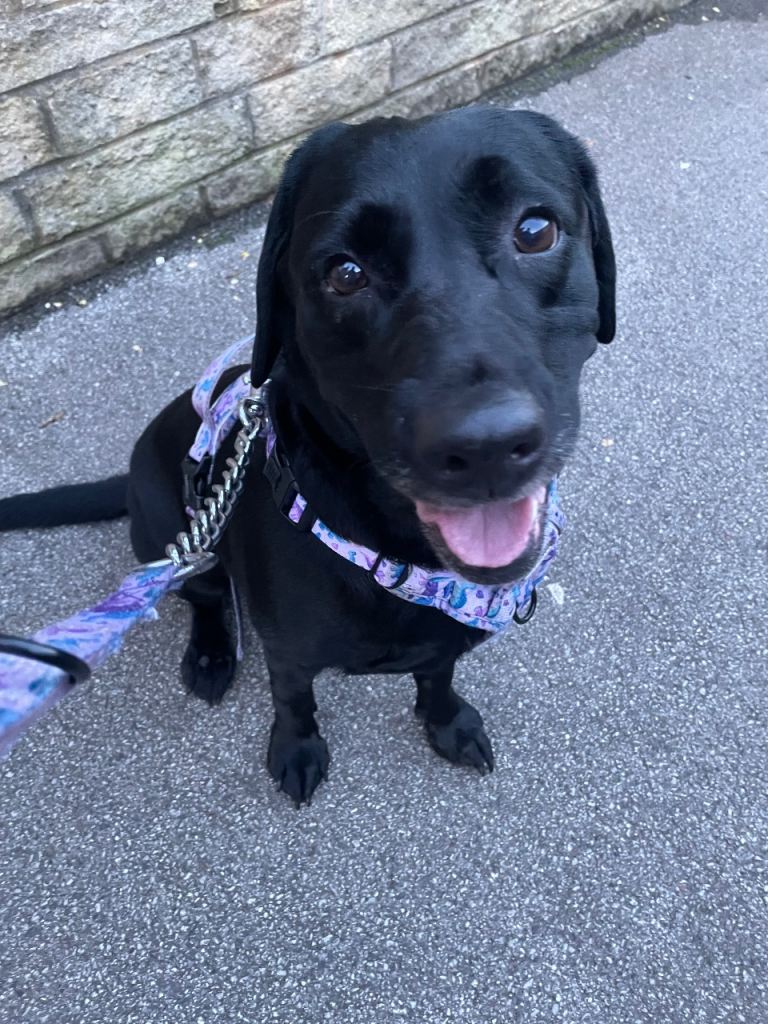 Dog looking for a good home