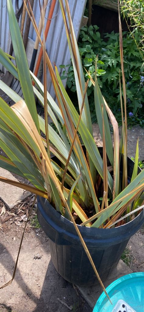 Free phormium 