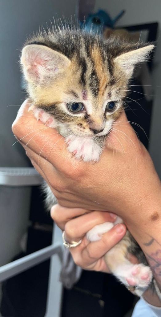 5 tabby kittens 