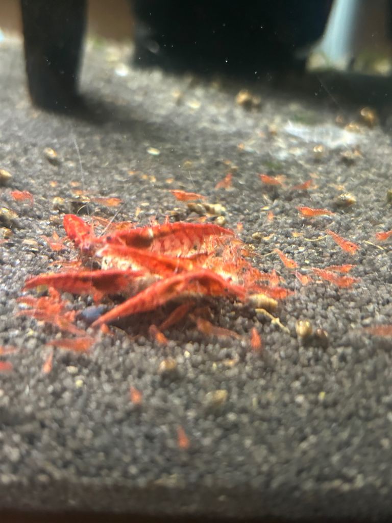 Red Cherry Shrimp Baby’s 