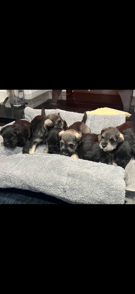 Miniature Schanuzer pups 