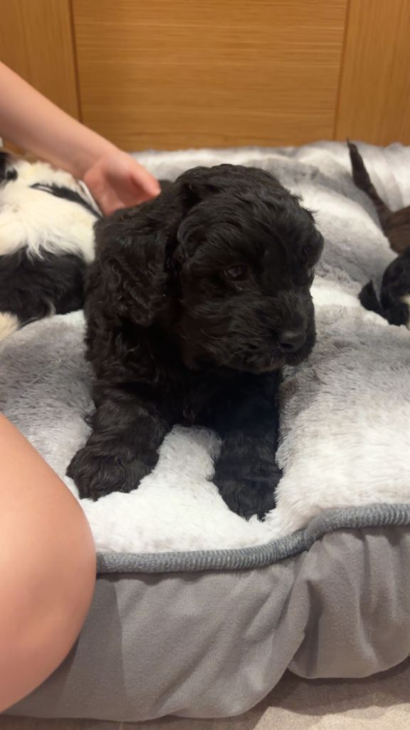 Cockapoo puppies 