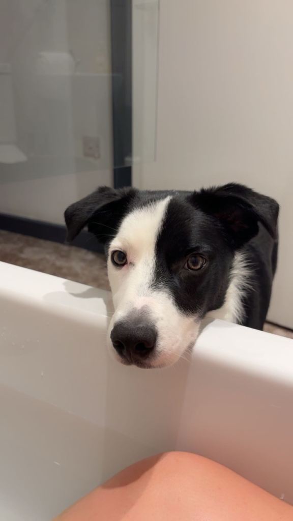 Beautiful Border Collie looking for a loving new home