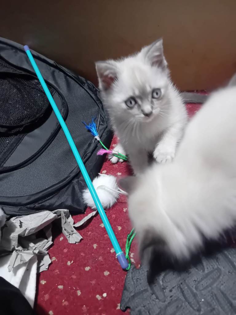 Kitten for sale