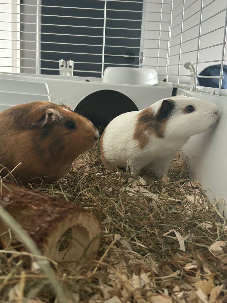 Guinea pigs x 2