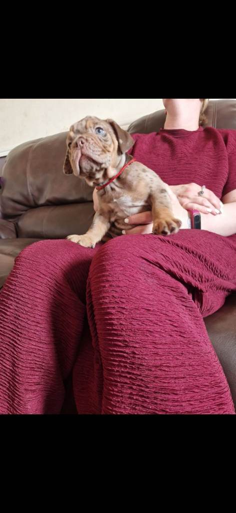 8 Olde English Bulldogge puppies.  
