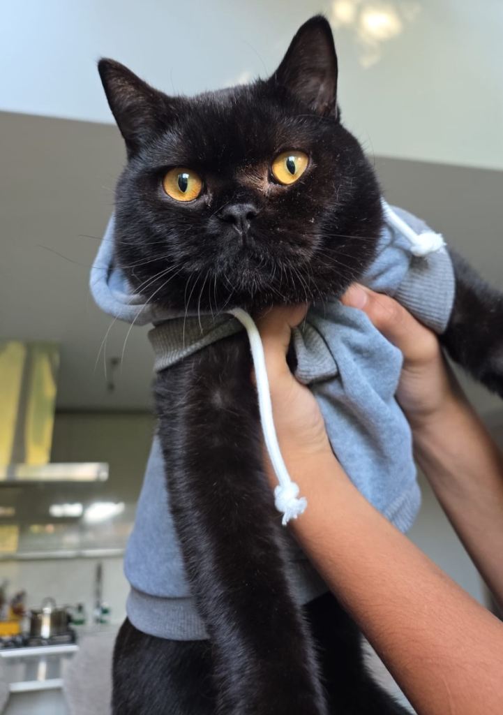 British Shorthair 14 month old boy 