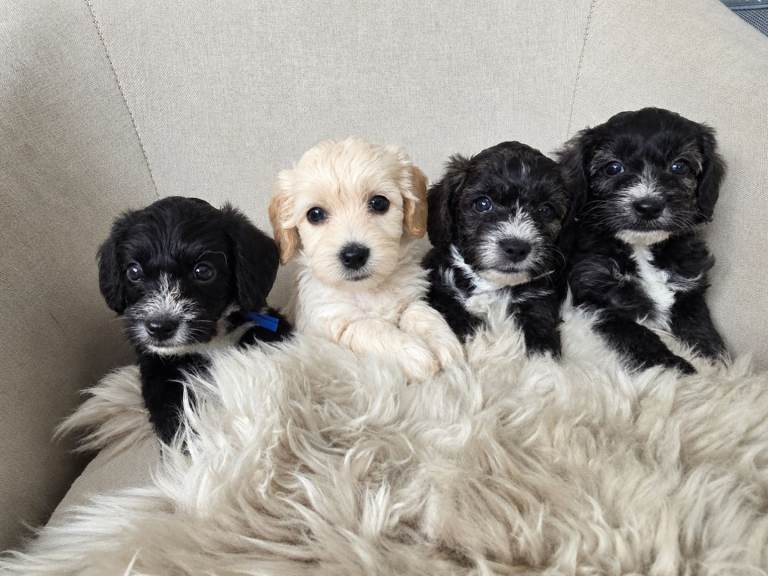 4 puppies available - Adorable Yorkiepoo Puppies Available - Litter of 6
