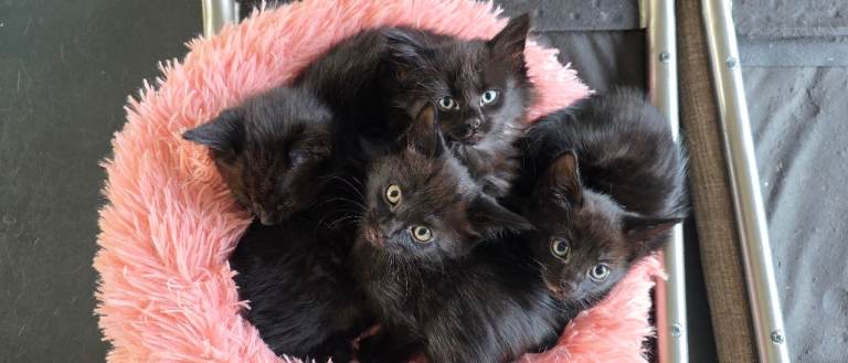 4 kittens (1 boy 3 girls)