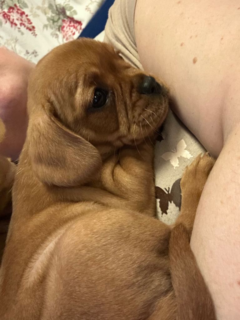 Frenchel pups now available 