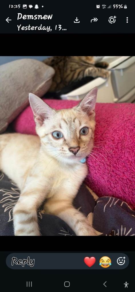 Three beautiful bengal kittens 