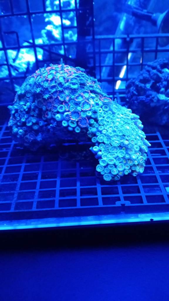 £5 zoa frags (5+ heads)