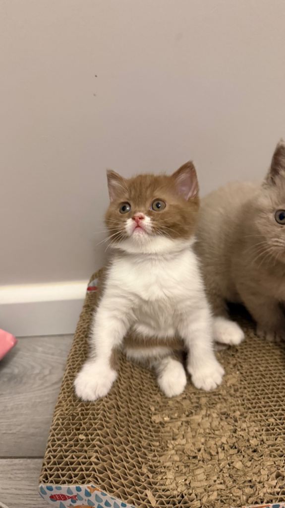 BSH Two girls cinnamon-white