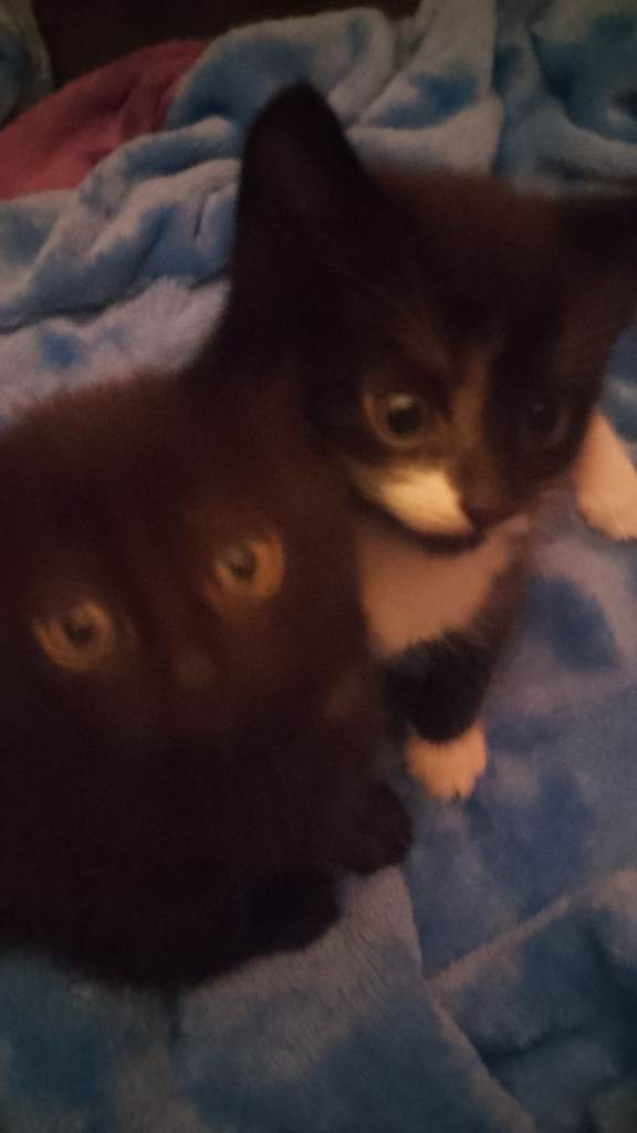 Fluffy playful kittens