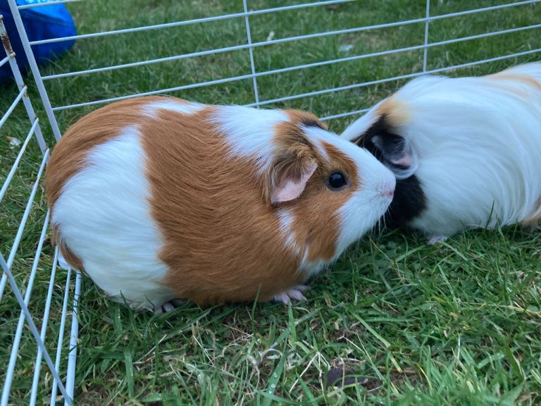2x Female Guinea Pigs