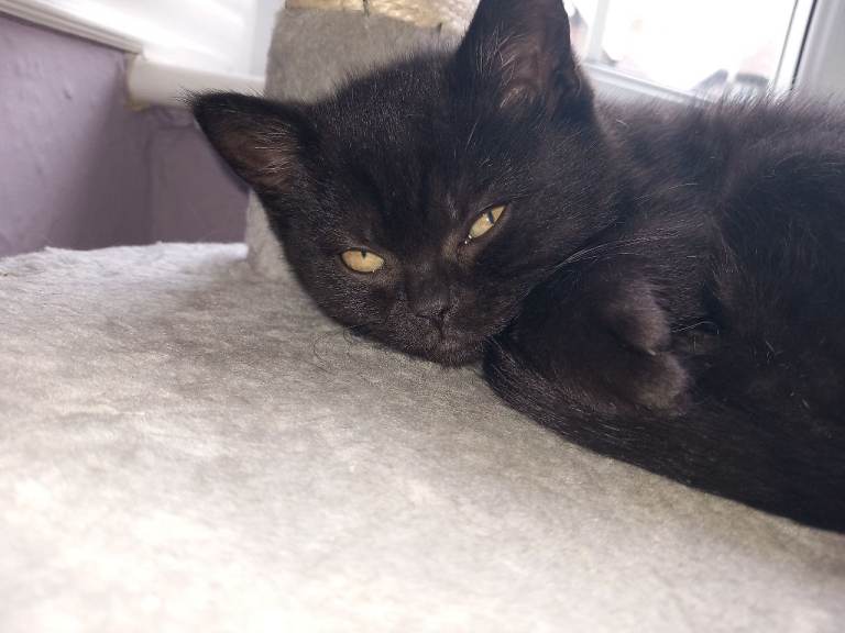 British short-haired and British longhaired chocolate 