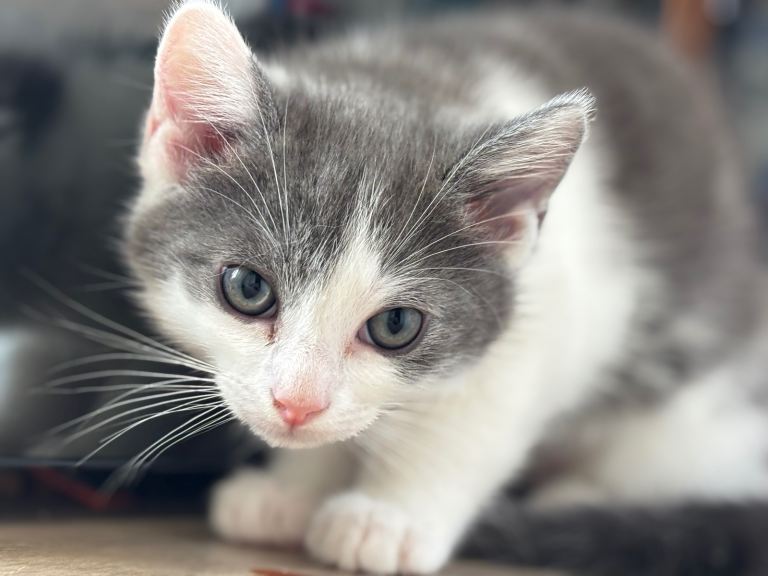 Half ragdoll grey and white kittens ready to go