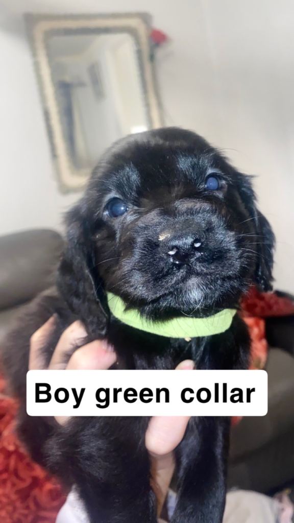 Cocker spaniel puppies 