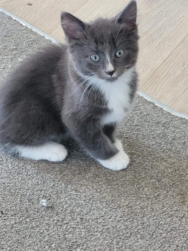 Beautiful kittens ready for their forever home ❤️