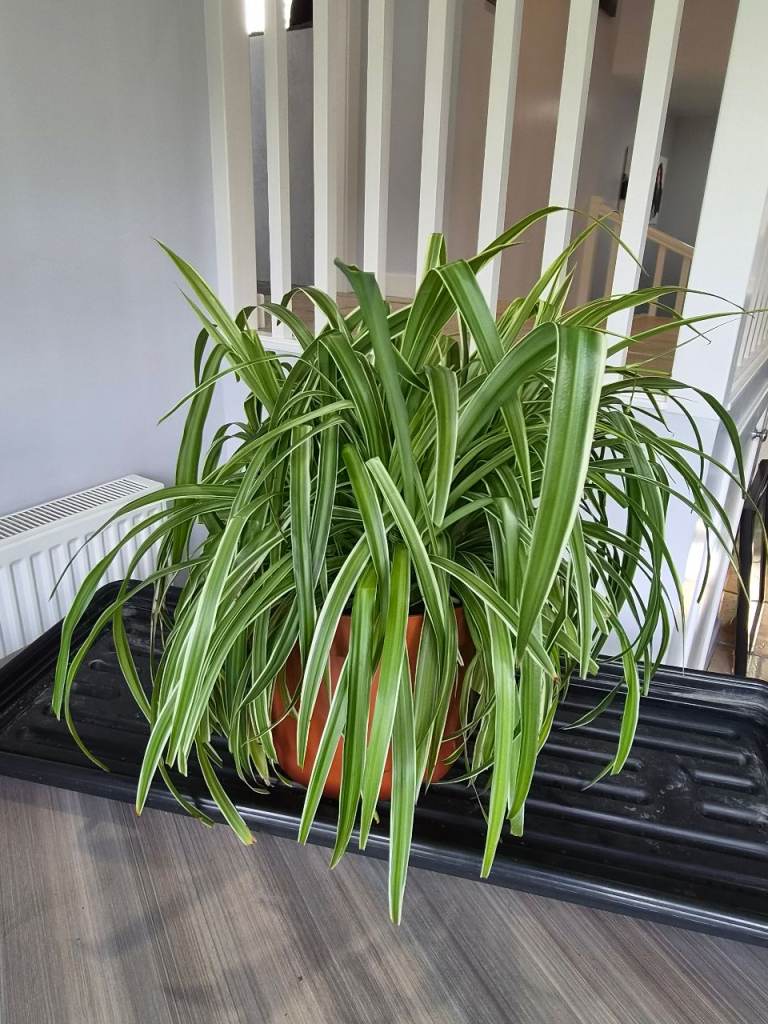 Large Variegated Chlorophytum Spider Plant in Plastic Pot