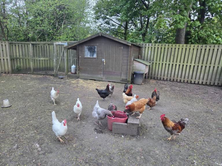 Chickens for sale - open to offers