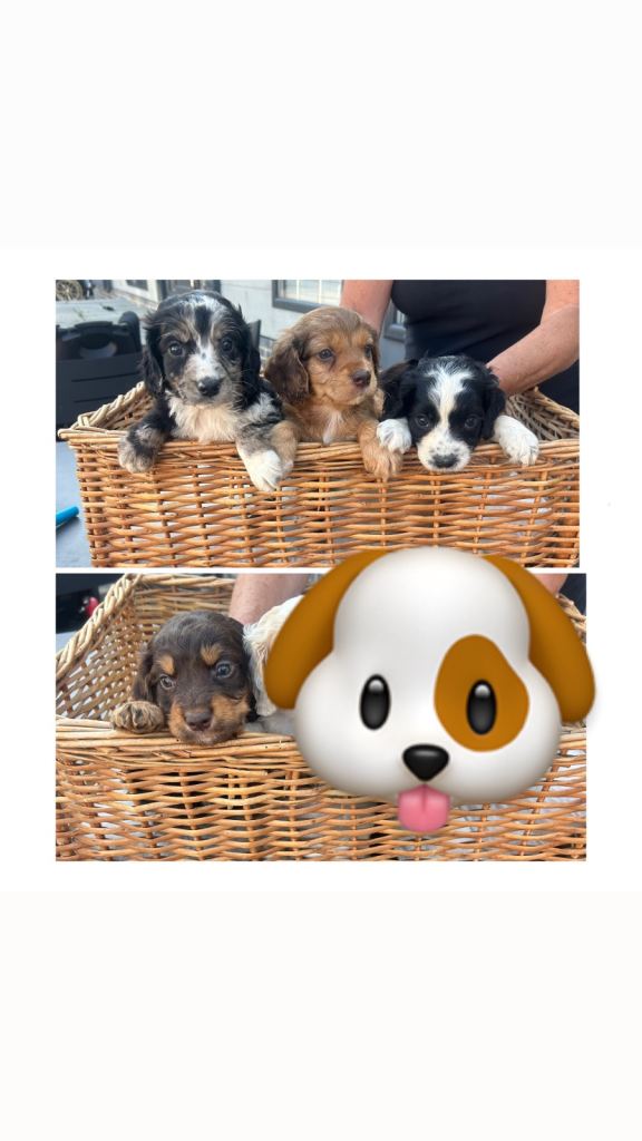 Welcome to the advert of our wonderful cocker spaniel puppies 🐶🐾