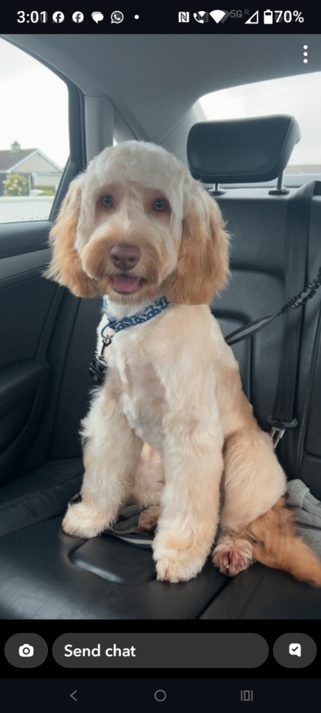 Cockapoo for sale