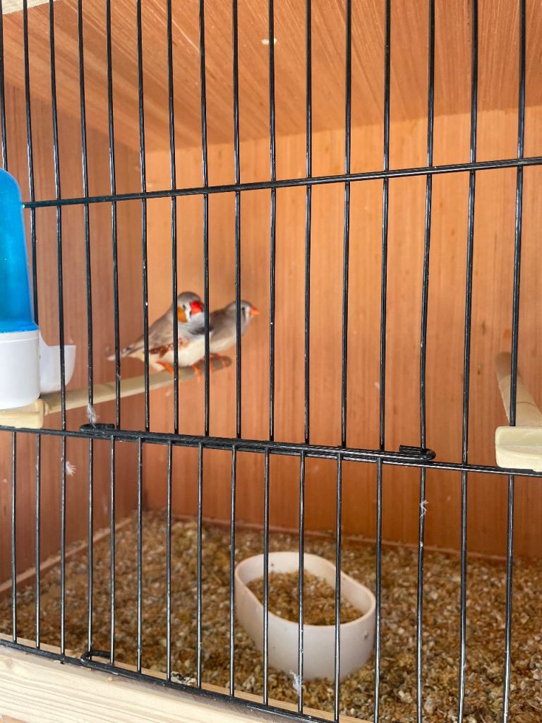 Zebra finches and budgies 