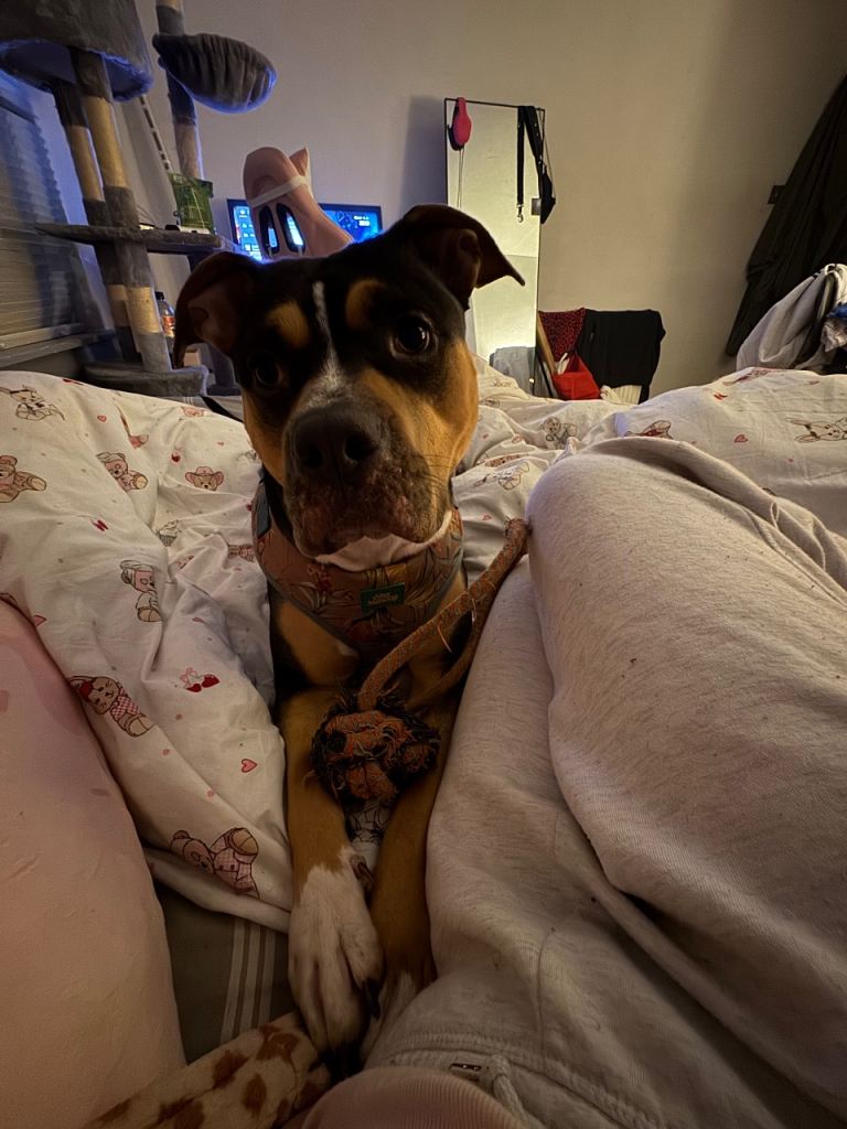 !! URGENT!! PREFERABLY LOOKING FOR A HOME ASAP, BECAUSE OF FINANCIAL ISSUES. Staffy x Rottweiler