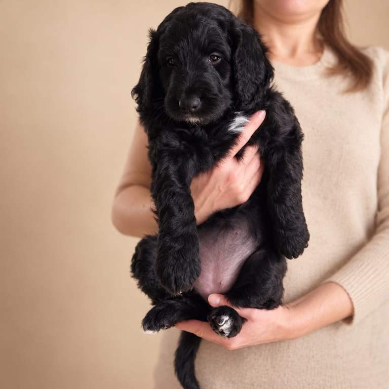 Beautiful Home-Raised Bordoodle Puppies – 1 girl left!