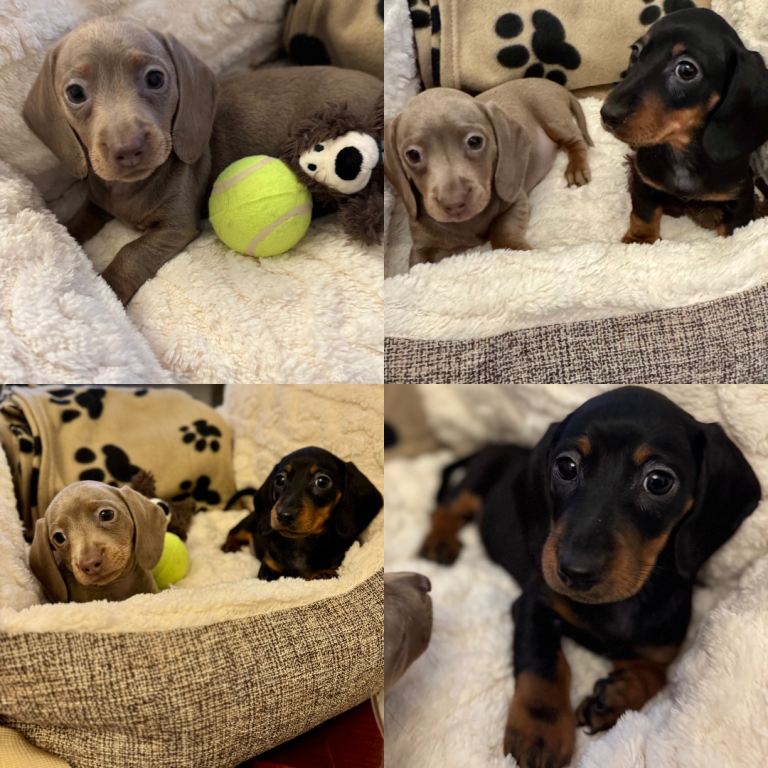 Dachshund miniature 