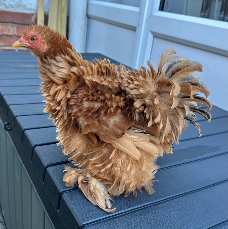 Frizzle & Black Pekin Hens