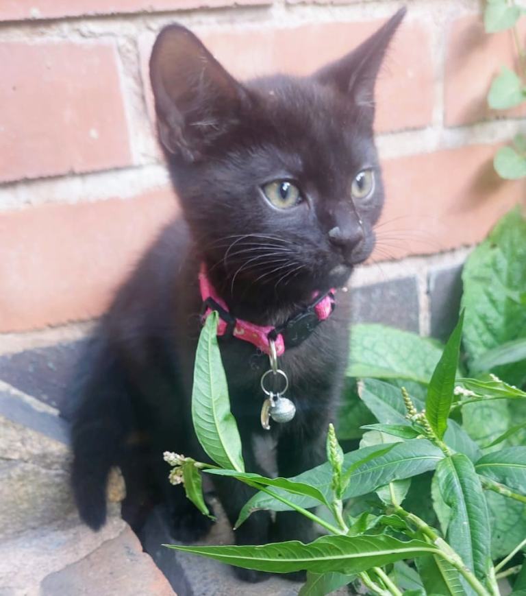 Beautiful Tabby Kittens For Sale 💜
