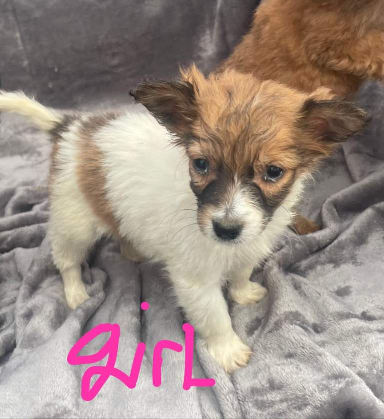 Poodle x puppys for sale 