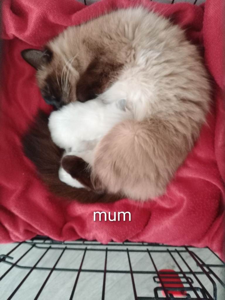 4 Male Ragdoll/Siamese kittens 