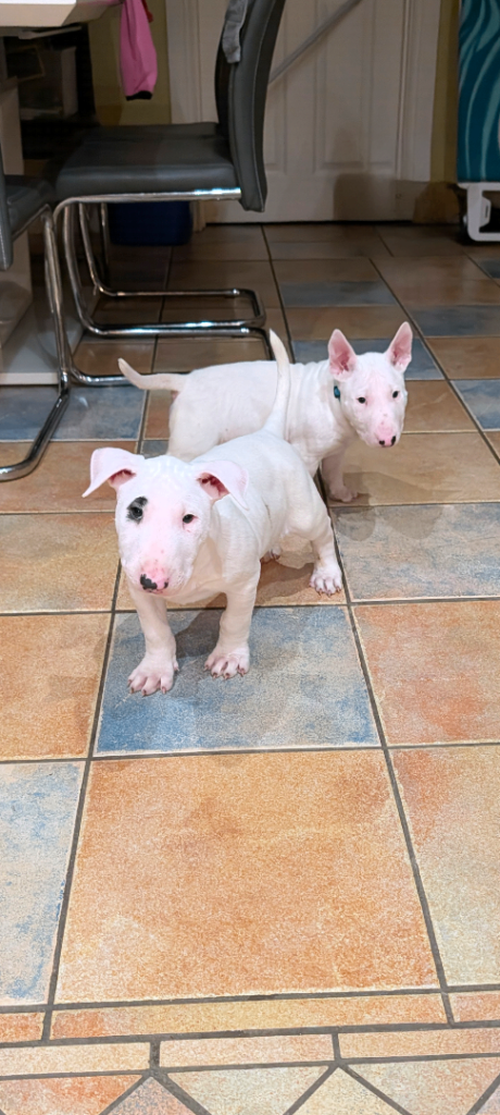 English bull terrier pups